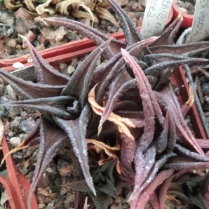 Нaworthia nigra v. coriacea - пагін-