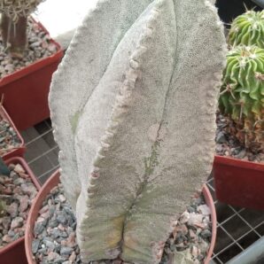 Astrophytum coahuilense -30+years -горщик-12см-