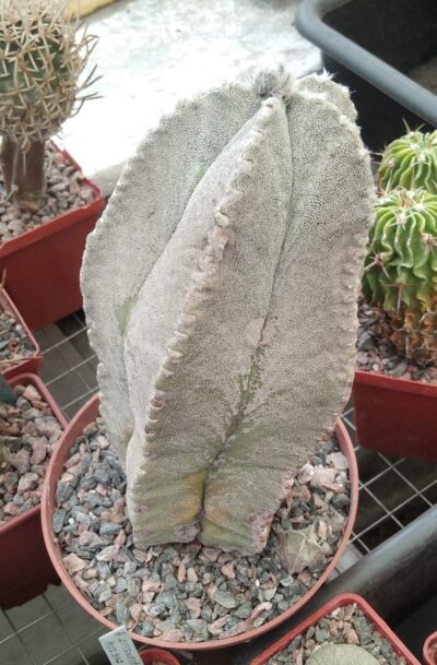 Astrophytum coahuilense -30+years -горщик-12см-