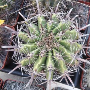 Ferocactus horridus -горщик-12см-