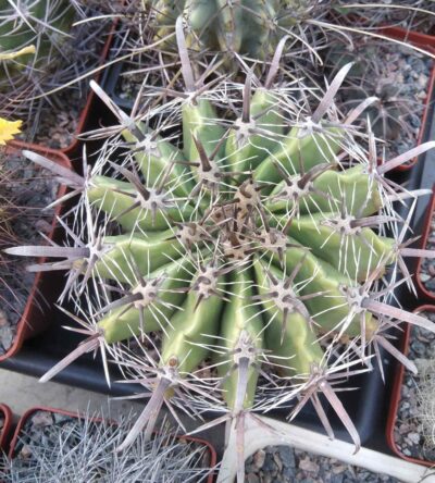 Ferocactus horridus -горщик-12см-