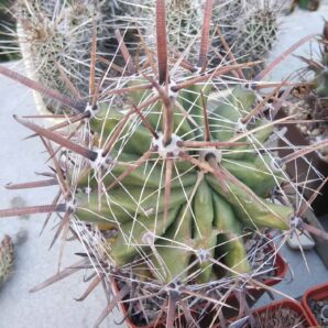 Ferocactus wislizenii v. herrerae SB1867 -cube-8cm- монстроза!-