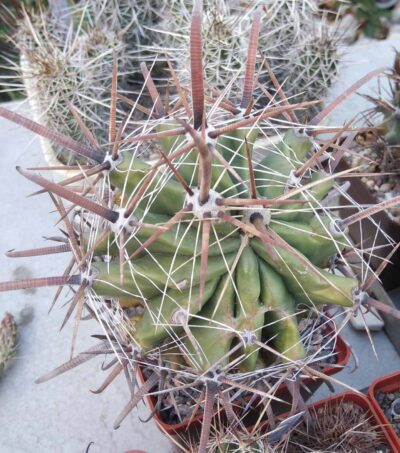 Ferocactus wislizenii v. herrerae SB1867 -cube-8cm- монстроза!-