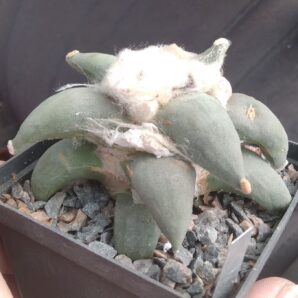 A. refusus cv. 'Cauliflover' - cube-8cm-