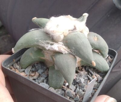 A. refusus cv. 'Cauliflover' - cube-8cm-