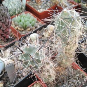 Tephrocactus bruchii -Novak- пагін-