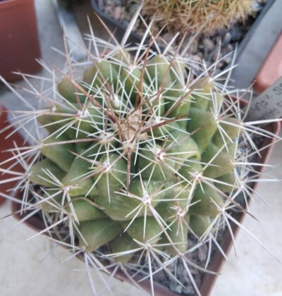 Thelocactus panarottoanus -cube-8cm- крупні жовті квіти! -