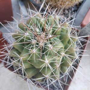 Thelocactus panarottoanus -cube-8cm-