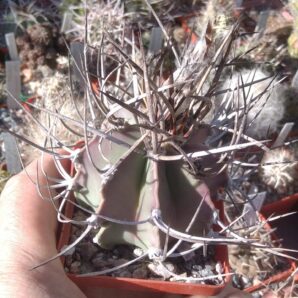 Astrophytum niveum v. nudum -PAN- cube-7cm-