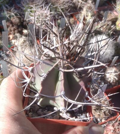 Astrophytum niveum v. nudum -PAN- cube-7cm-