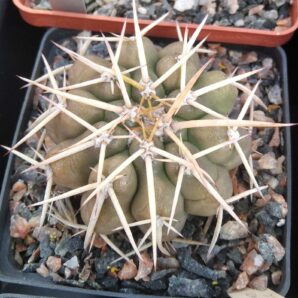 Discocactus nigrisaetosus HU448 -super spines- cube-8cm-