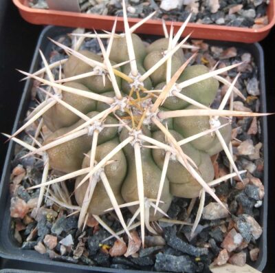 Discocactus nigrisaetosus HU448 -super spines- cube-8cm-