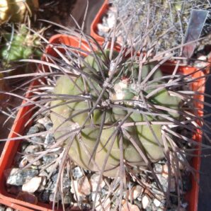 Gymnocalycium spegazzinii v. horyzontalonium -cube-9cm-