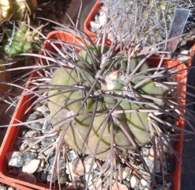 Gymnocalycium spegazzinii v. horyzontalonium -cube-9cm-