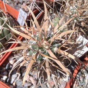 Toumea papyracantha SB330 -щеплена- сube-6cm- 600 | 105