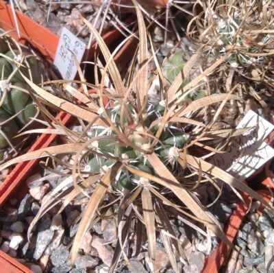 Toumea papyracantha SB330 -щеплена- сube-6cm- 600