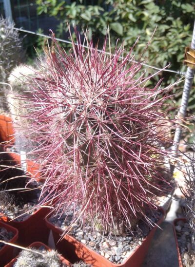 Sclerocactus polyancistrus VZD660 -cube-9cm-щепа на потужний Тrichocereus- - Зображення 2