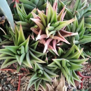 Нaworthia tortuosa - пагони-