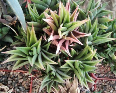 Нaworthia tortuosa - пагони-