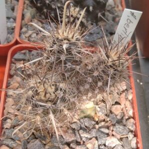 Austrocactus bertinii JN401 -cube-6cm- щеплений-