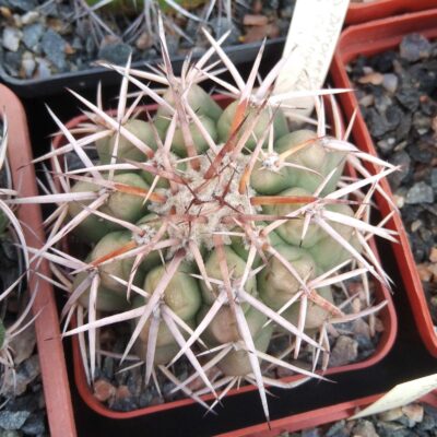 Discocactus catingicola -GK-cube-7cm-прихована підщепа-