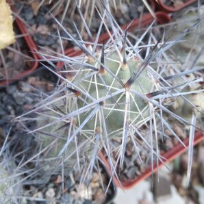 Tephrocactus bruchii - пагін-
