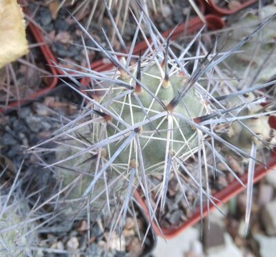 Tephrocactus bruchii - пагін-