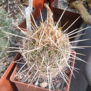 Thelocactus bicolor v. bollaensis SB281 -cube-7cm-