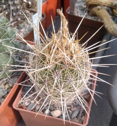 Thelocactus bicolor v. bollaensis SB281 -cube-7cm-