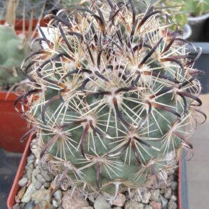 Coryphantha tripugionacantha -cube-8cm-щеплена-