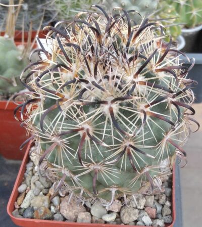 Coryphantha tripugionacantha -cube-8cm-щеплена-