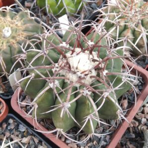 Discocactus mammullosus HU191 -cube-9cm-прихована підщепа-