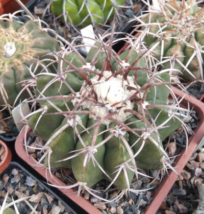 Discocactus mammullosus HU191 -cube-9cm-прихована підщепа-