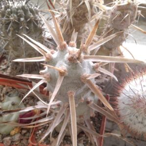 Tephrocactus art. v. papyracanthus -VG- пагін-