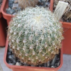 Gymnocactus serpenthionalis -cube-5cm-rare-