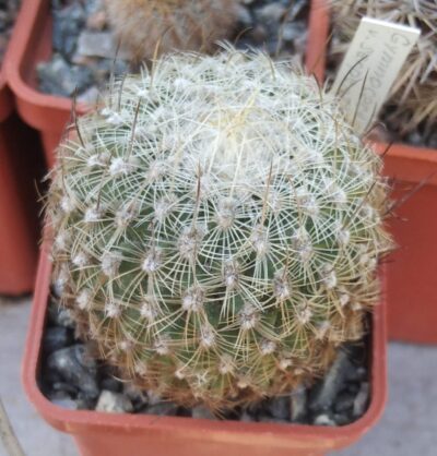 Gymnocactus serpenthionalis -cube-5cm-rare-
