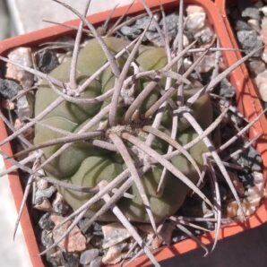 Gymnocalycium castellanosii -cube-5cm-