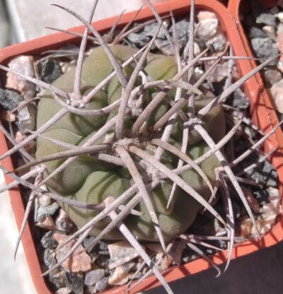 Gymnocalycium castellanosii -cube-5cm-