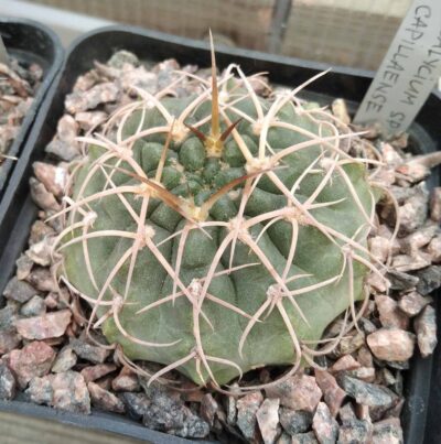 Gymnocalycium aff. capillaense -cube-8cm-