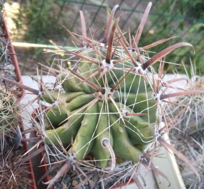 Ferocactus wislizenii v. herrerae SB1867 -cube-8cm- монстроза!- - Зображення 3