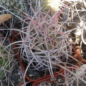 Echinocactus polycephalus -cube-7cm- grafted-