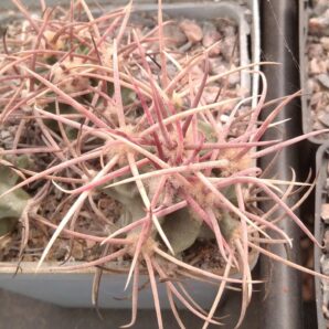 Echinocactus parryi L1372 -Samalayuca-