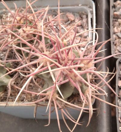 Echinocactus parryi L1372 -Samalayuca-