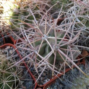 Echinocactus xeranthemoides -cube-7cm- rare- grafted-