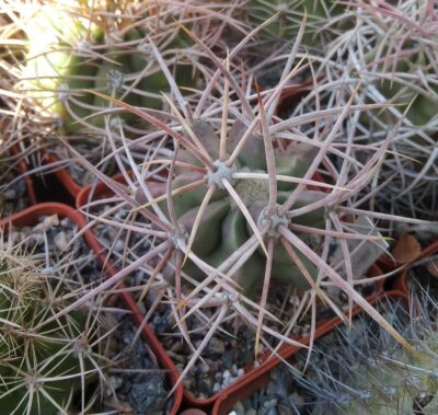 Echinocactus xeranthemoides -cube-7cm- rare- grafted-