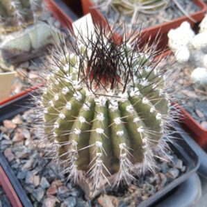 Uebelmania pseudopectinifera -cube-8cm-щепа-