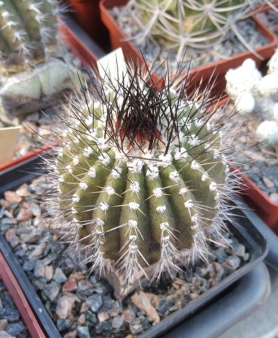 Uebelmania pseudopectinifera -cube-8cm-щепа-