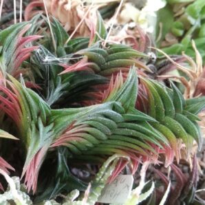 Нaworthia nigra x viscosa -Plapp -пагони-