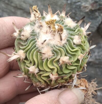 EFC phyllacanthus JO42 -(anfractuosus) -5.5cm- - Зображення 2