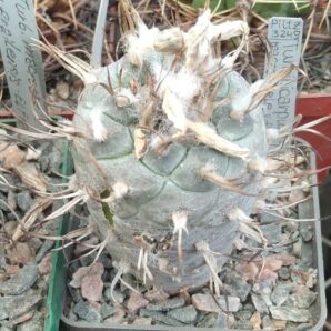 Turbinicarpus macrohele v. frailensis -El Fraile- Piltz- cube-6cm-